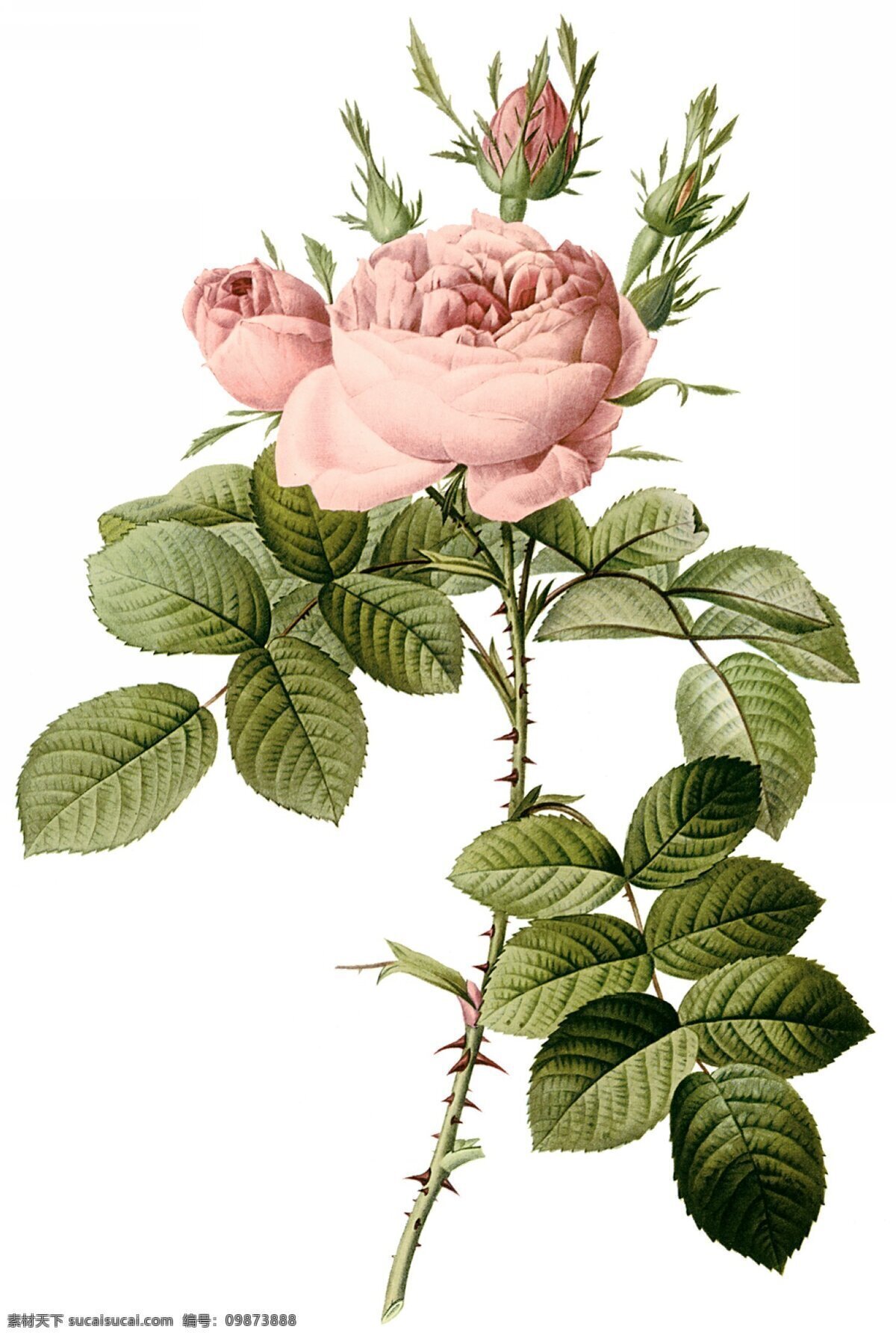 手绘玫瑰 玫瑰 手绘 水彩 花边 花艺 绘画书法 文化艺术