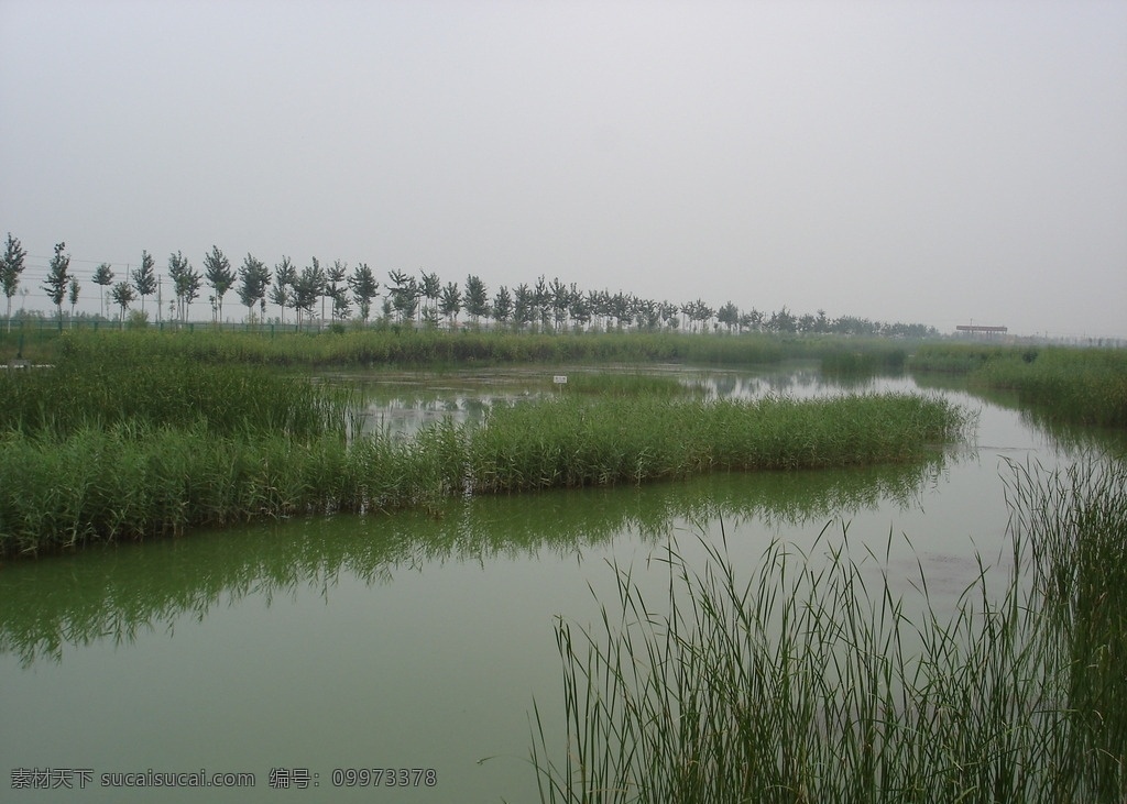 七里海芦苇荡 芦苇 七里海 天津 东丽 滨海 湿地 芦苇荡 旅游摄影 自然风景