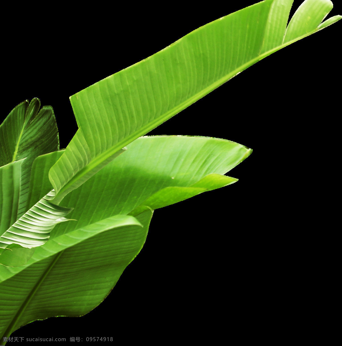 镰刀 叶片 装饰 绿色 植物 透明素材 免扣素材 装饰图案