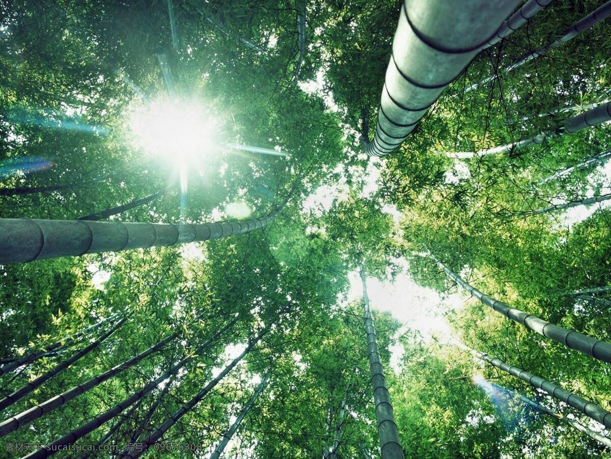 竹林 阳光 照射 竹子 绿色 仰视 植物 竹叶 竹节 气节 骨气 共享 图 风景如画 自然景观 自然风景