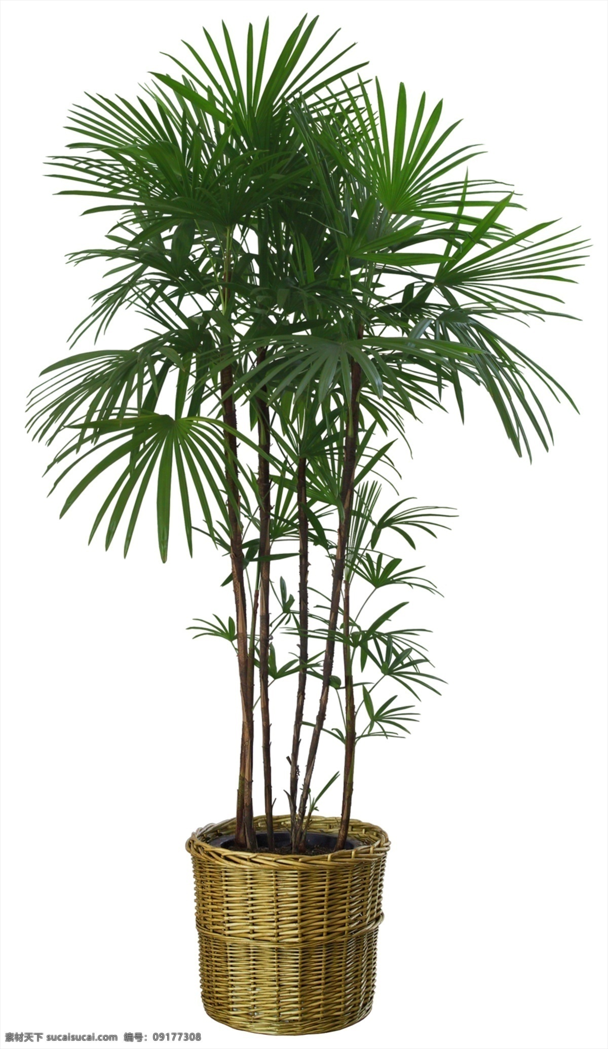 棕榈树 花盆 植物 室内植物 叶子 分层 源文件