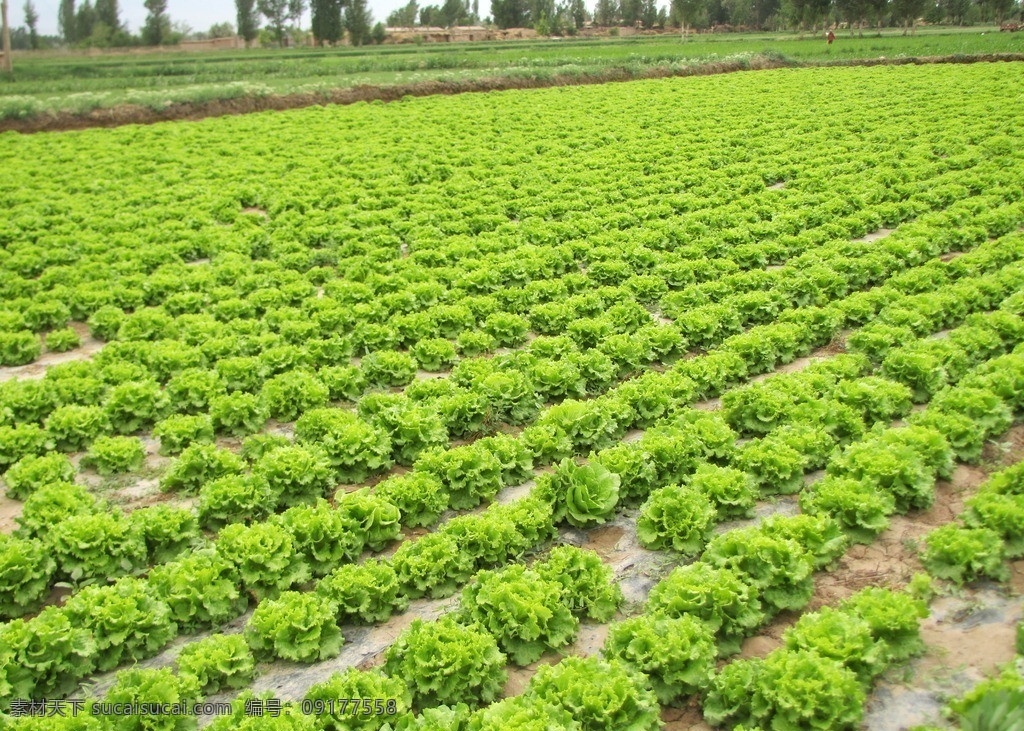 生菜 生菜地 田园风光 自然景观