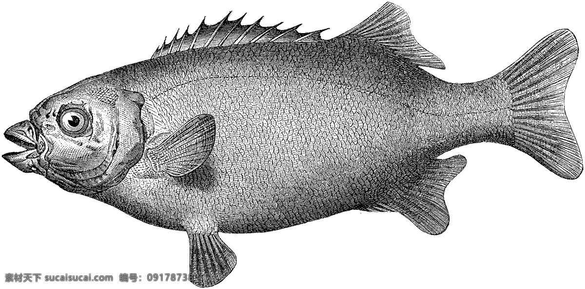 水生动物 fish 鱼 动物素描 设计素材 动物专辑 素描速写 书画美术 白色