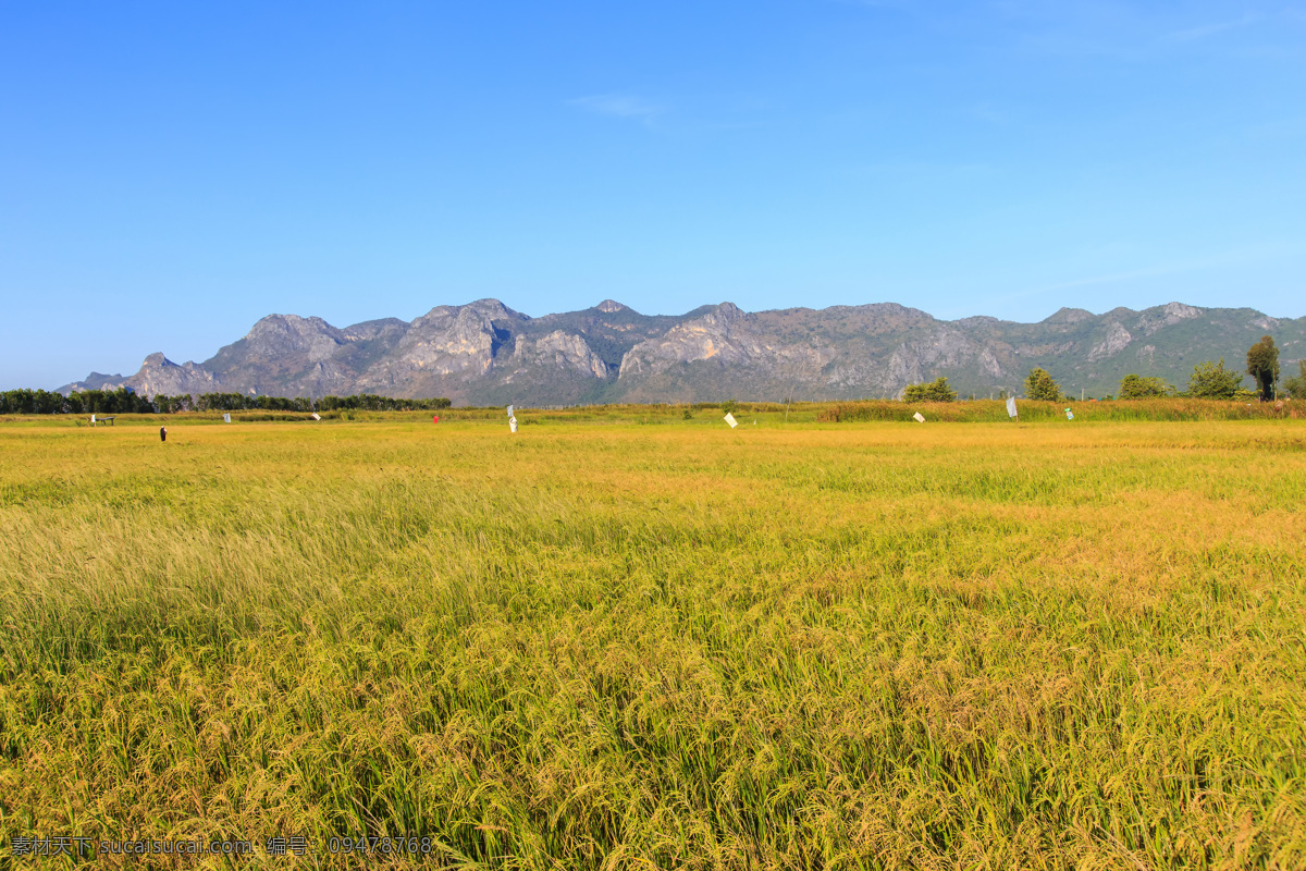 美丽稻田风景 稻田风景 田园风光 风景摄影 美丽景色 美景 美丽风光 美丽风景 乡村风景 自然风光 自然风景 自然景观 黄色