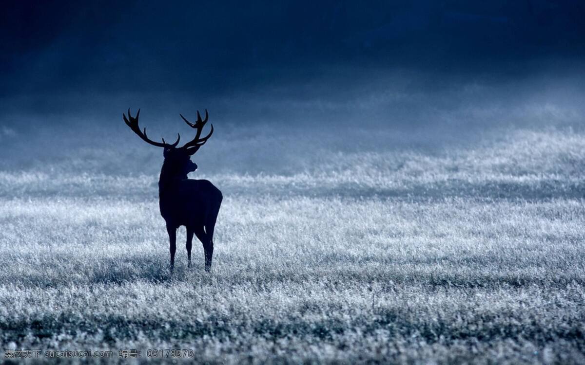 梅花鹿 鹿 草地 大自然 野生动物 雪地 生物世界