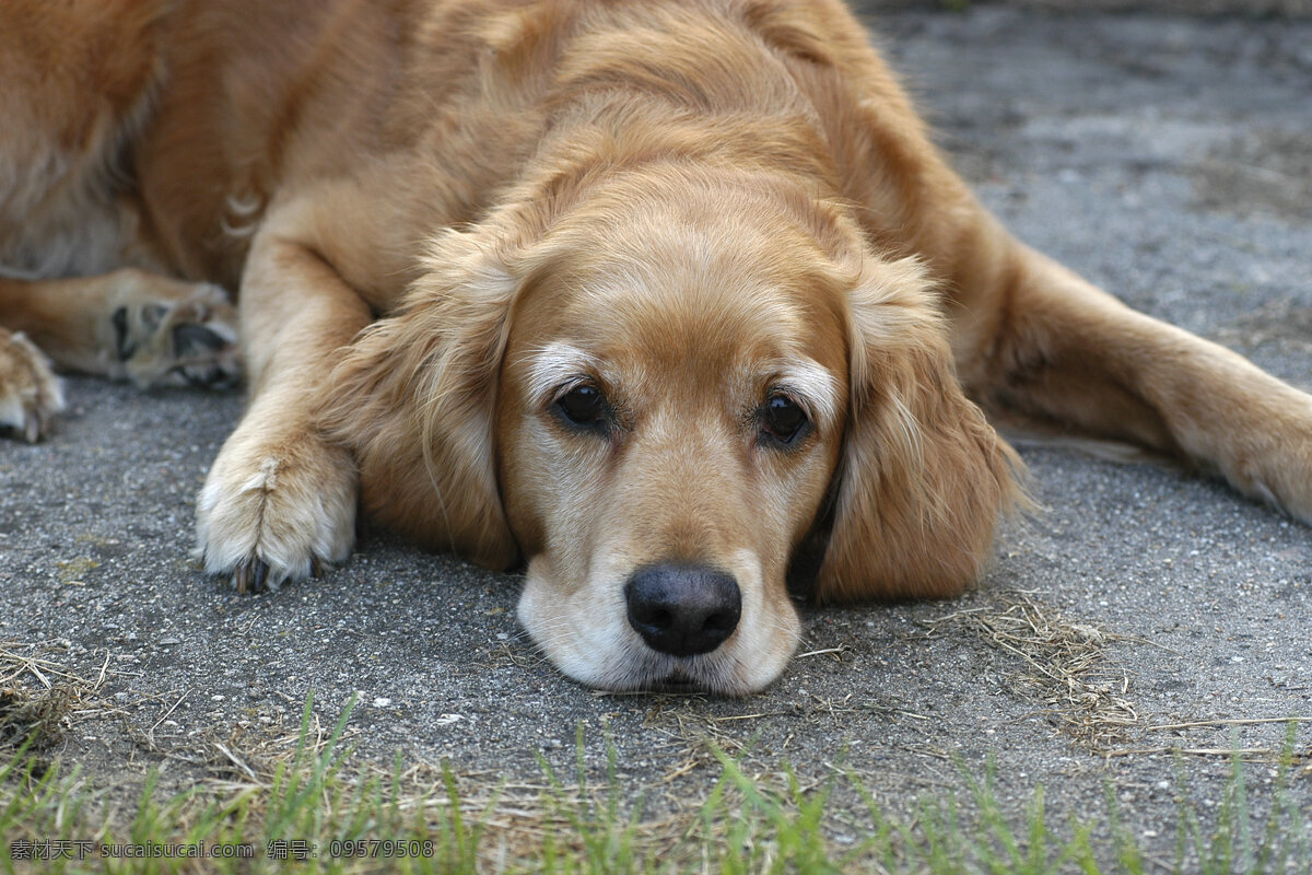 趴着的狗狗 宠物 可爱小狗 名贵 犬种 动物世界 宠物摄影 陆地动物 生物世界 狗 灰色