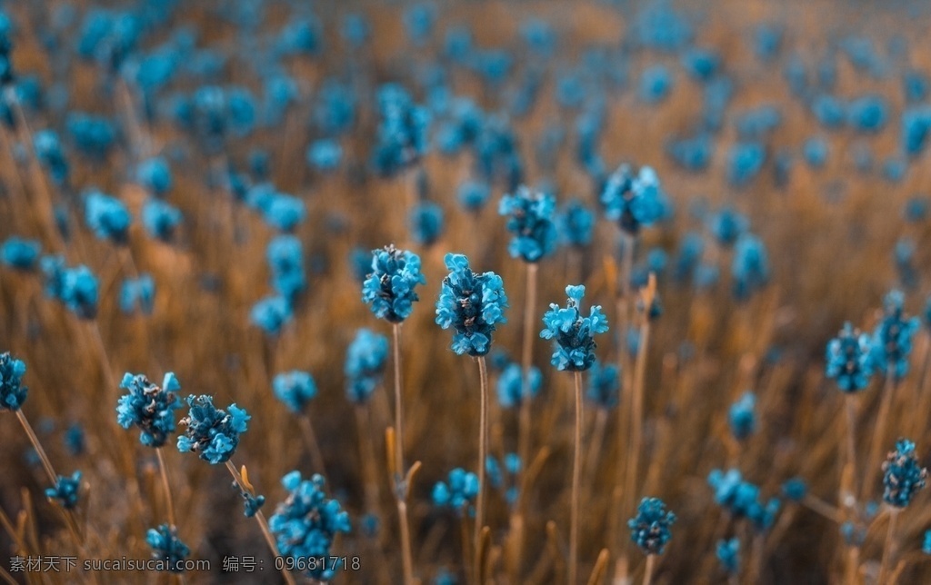 蓝色花丛 蓝色 花卉 花 花朵 盛开 开花 花开 花丛 生物世界 花草