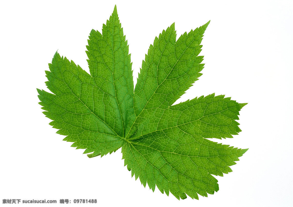 树叶 叶子 植物 自然 背景图片