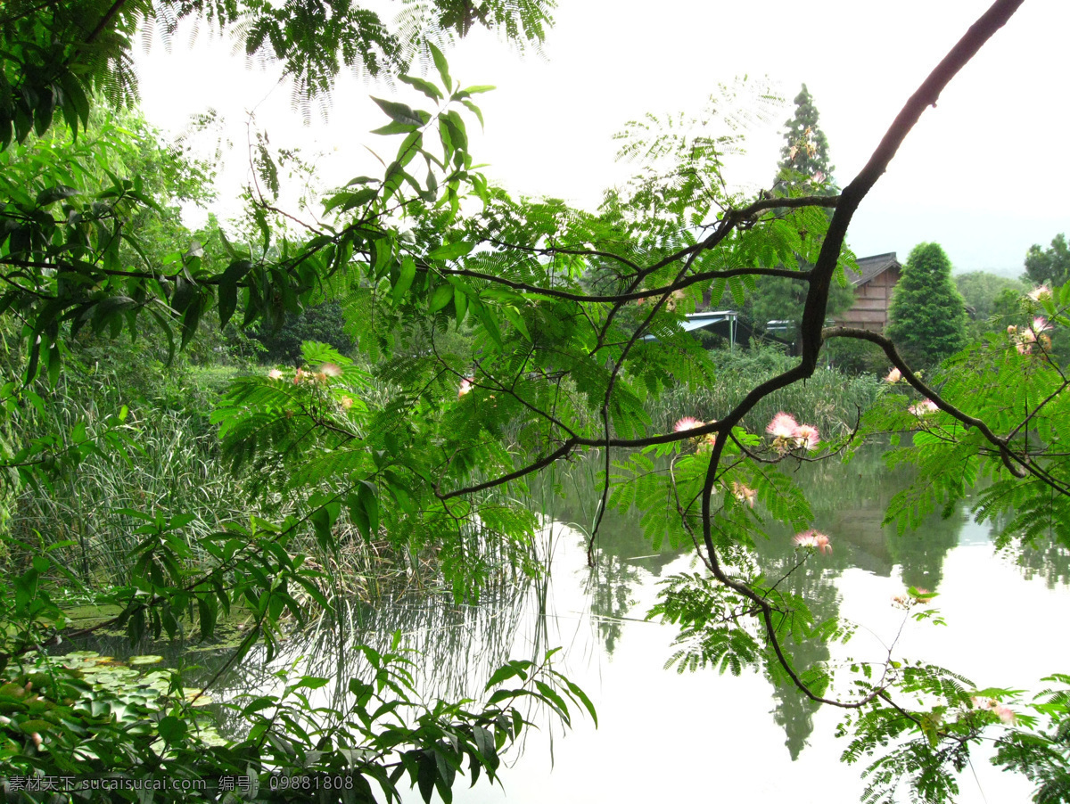 绿树免费下载 草 风景 杭州 湖水 花 旅游摄影 绿树 摄影图 西湖 杭州旅游 风景图片 生活 旅游餐饮