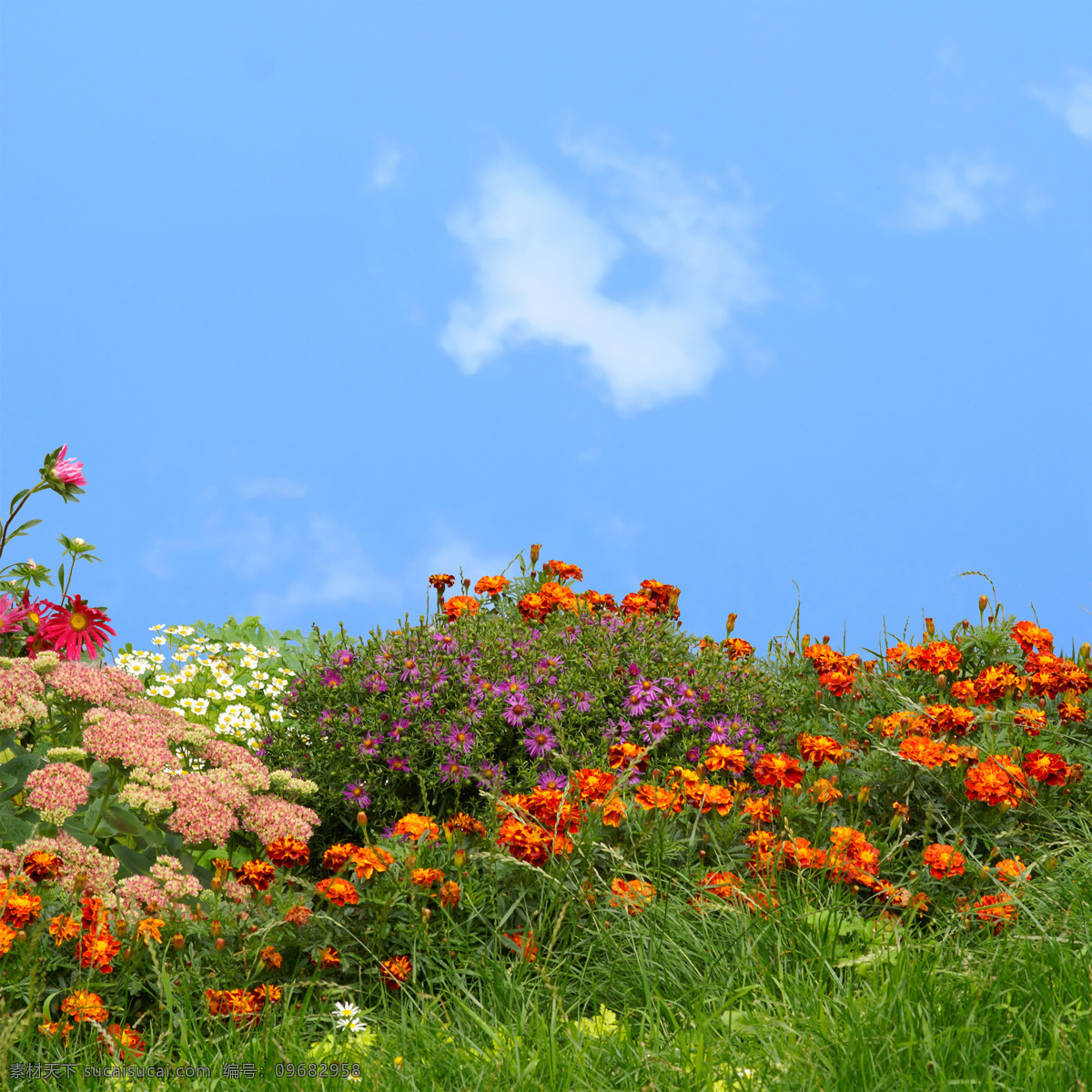 花草风景 花卉 小草 风景 壁画 天空 风景专辑 自然景观 自然风景