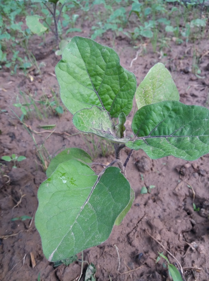 茄子苗 茄子 蔬菜 幼苗 绿色蔬菜苗 生物世界