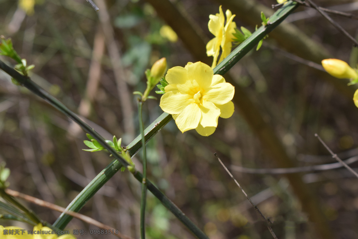 迎春花 花朵 虚化 黄色 建筑园林 园林建筑