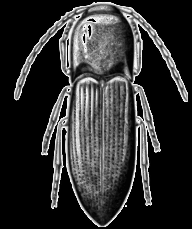 甲虫 昆虫 alyma lawlerae 智利 鞘翅目 叩头虫科 escarabajo pomachiliini insecto 插画集