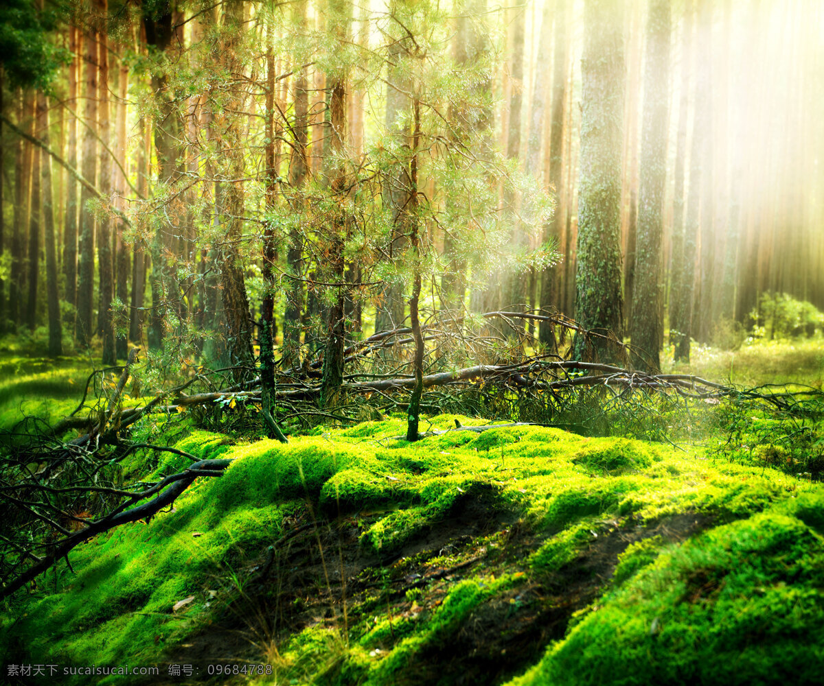 深林 深林景象 深林树木 森林 树木 桌面壁纸 壁纸 自然风景 自然景观