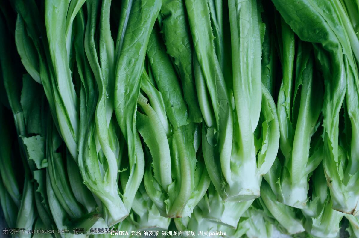 油麦 菜 青菜 生菜 生物世界 蔬菜 油麦菜 熟菜 菜市场 蔬菜总汇 生物景观 风景 生活 旅游餐饮