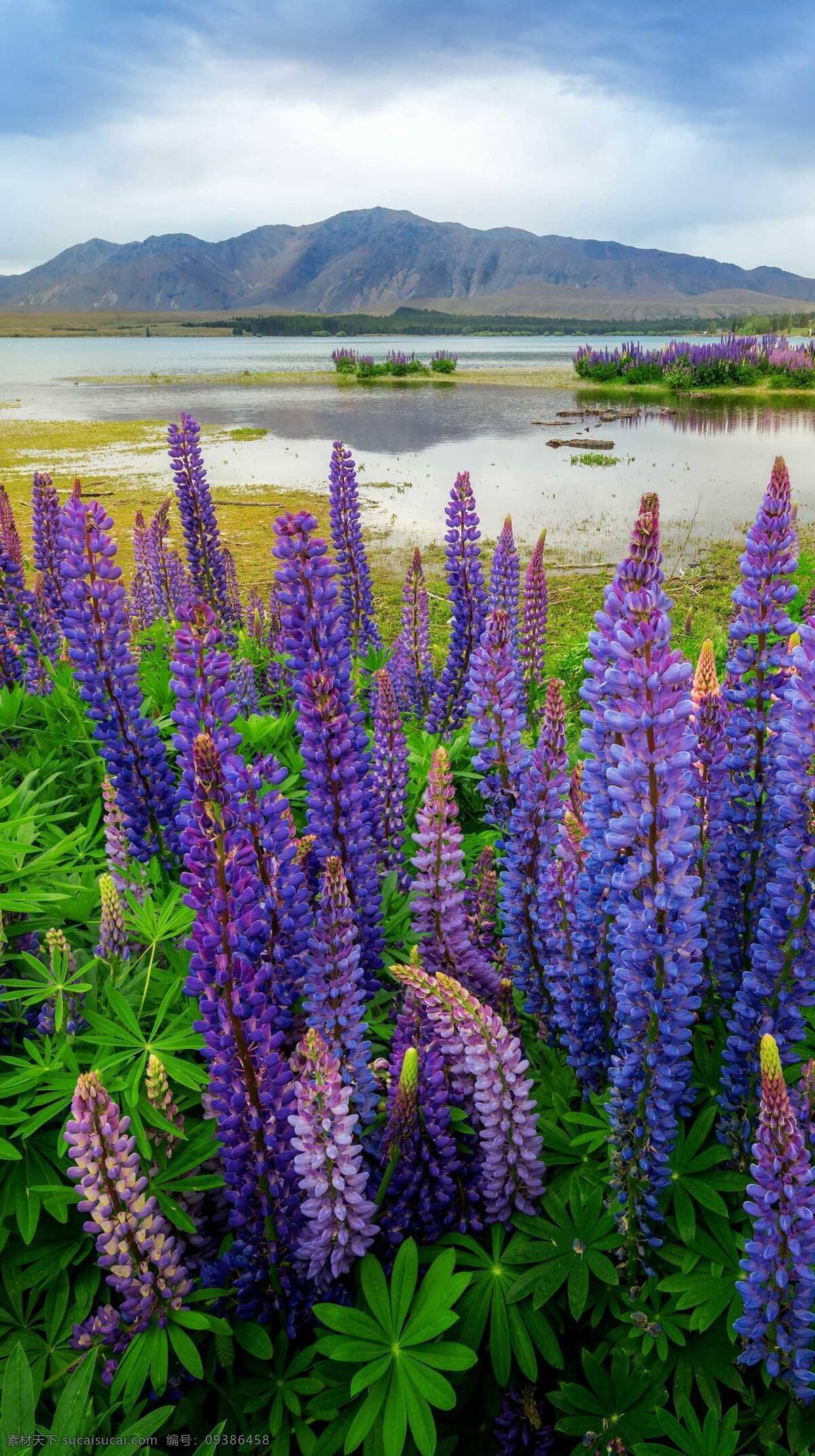 花卉 紫罗兰 紫色 花朵 紫色花朵 湿地公园 旅游摄影 旅游 壁纸 手机壁纸 手机高清壁纸 高清壁纸 自然景观 建筑景观