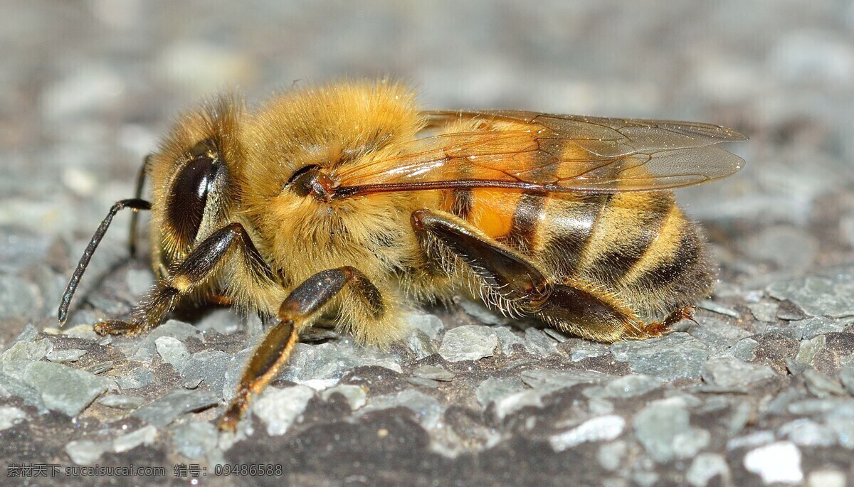 蜜蜂 昆虫 蜂蜜 黄蜂 蜜蜂特写 翅膀 一只蜜蜂 生物世界