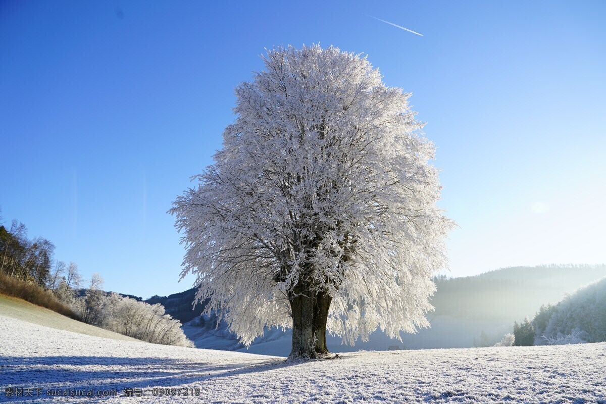 雪树 树 寒冬 霜 科 冰镇 形成结晶 雪 生物世界 树木树叶