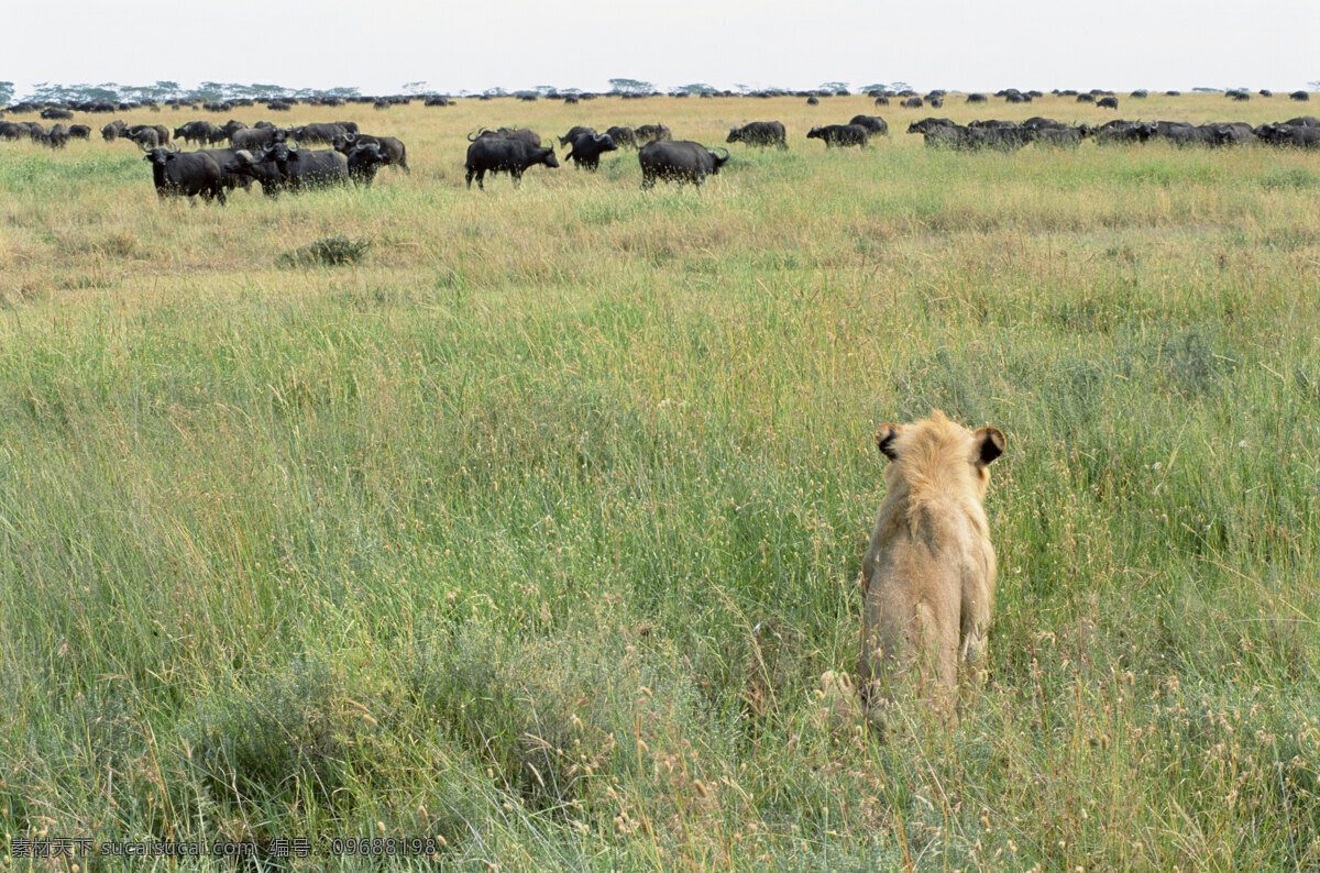 非洲野生动物 动物世界 动物 jpg图片 非洲 野生动物 生物世界 摄影图片 狮子 脯乳动物 狮子高清图片 狮子写真 狮子背面图 远处的牛群 草原 陆地动物 白色