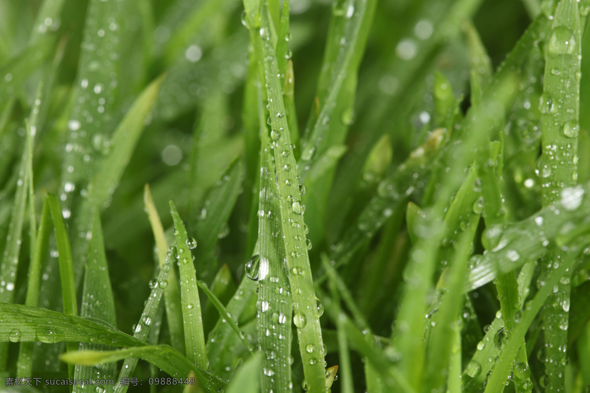 草 花草 环保 露水 露珠 绿草 绿色 绿叶 青草 晨露 雨水 水珠 水滴 漂亮水珠 晶莹剔透 微距拍摄 植物 植被 生态 花草主题 绿叶底纹 生物世界 花草高清图片 psd源文件