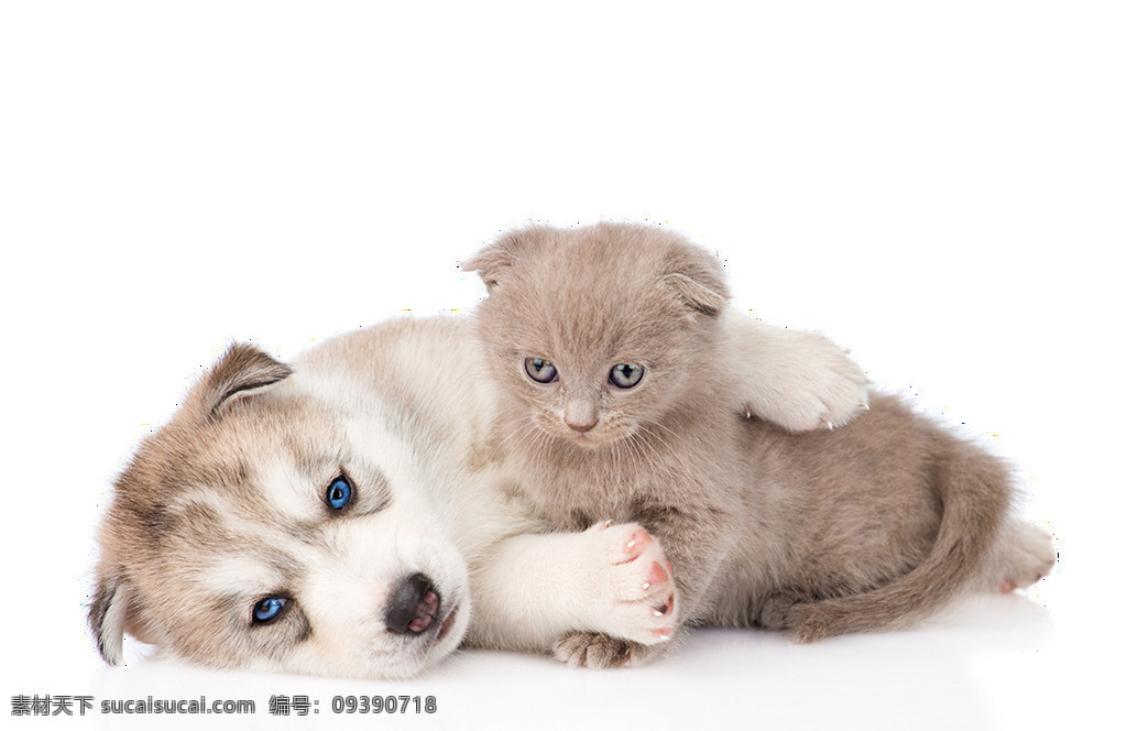 温馨 可爱 蓝 眼睛 猫 狗 产品 实物 产品实物 宠物猫狗 蓝眼睛 生肖狗 小奶狗