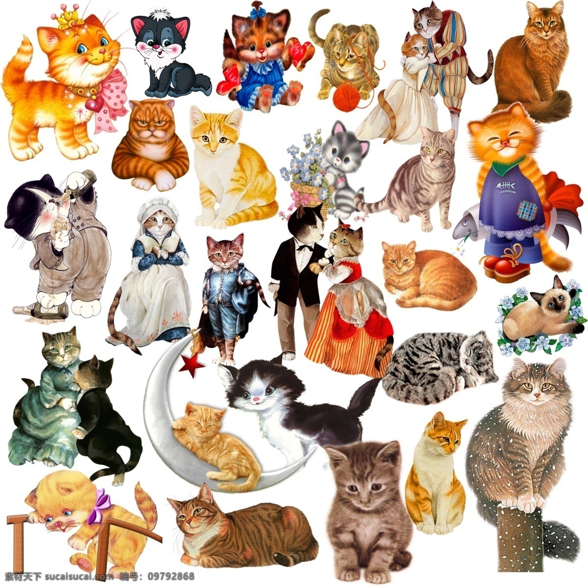 宠物猫咪 可爱小猫 宠物猫 猫咪 动物 各种素材