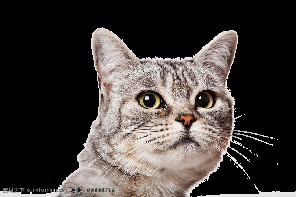 可爱 猫咪 头像 宠物 卡通猫 卡通素材 卡通元素 猫宠物 猫咪头像 小花猫 元素设计