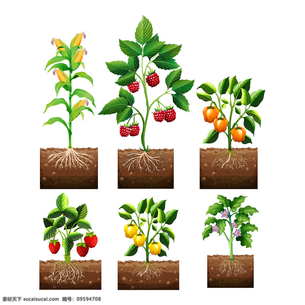 蔬菜水果 收藏 采购产品食物 叶子 水果 颜色 树叶 蔬菜 草莓 玉米 胡椒粉 浆果 收集 彩色的 有色的