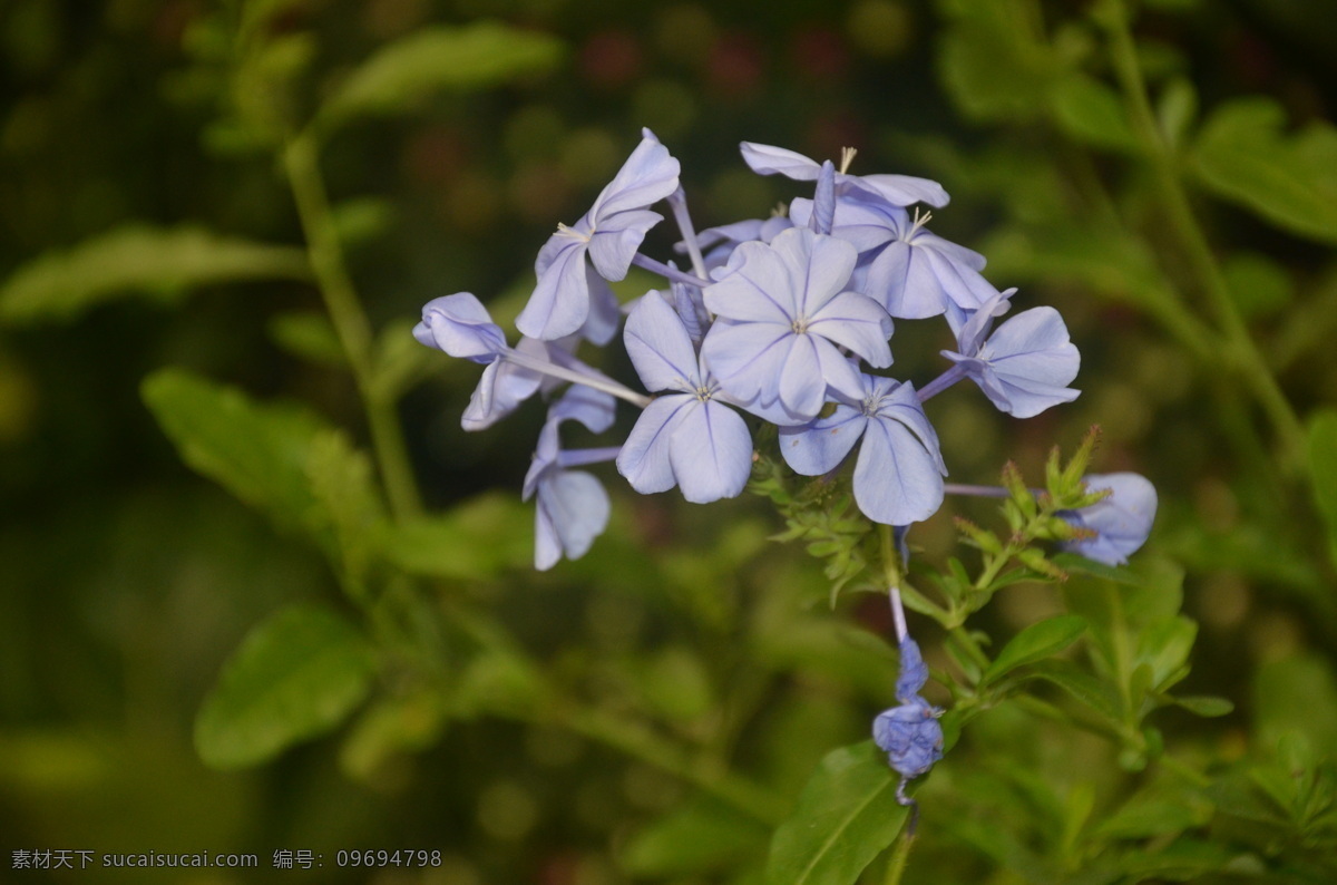 花卉 蓝雪花 蓝花丹 蓝茉莉 花冠 淡蓝色 高脚碟状 花卉系列 生物世界 花草