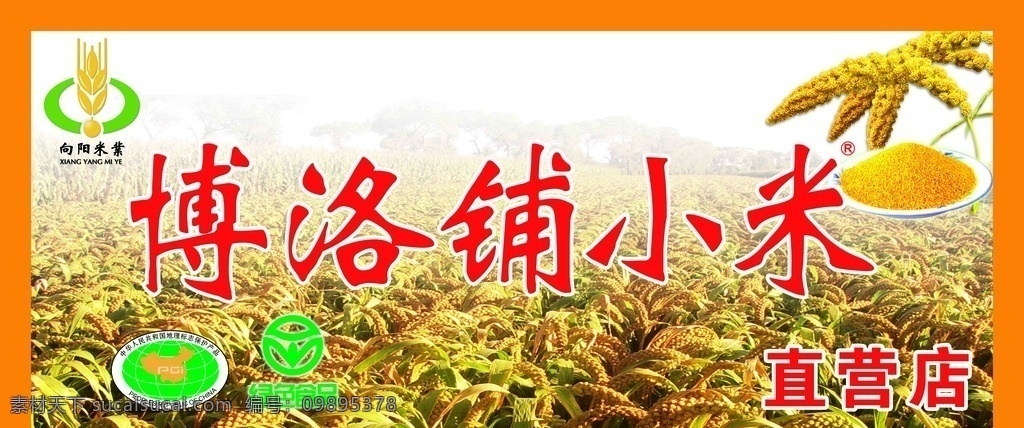 小米海报 稻田 海报 粮食海报 地理标志 绿色食品 小米 博洛铺小米