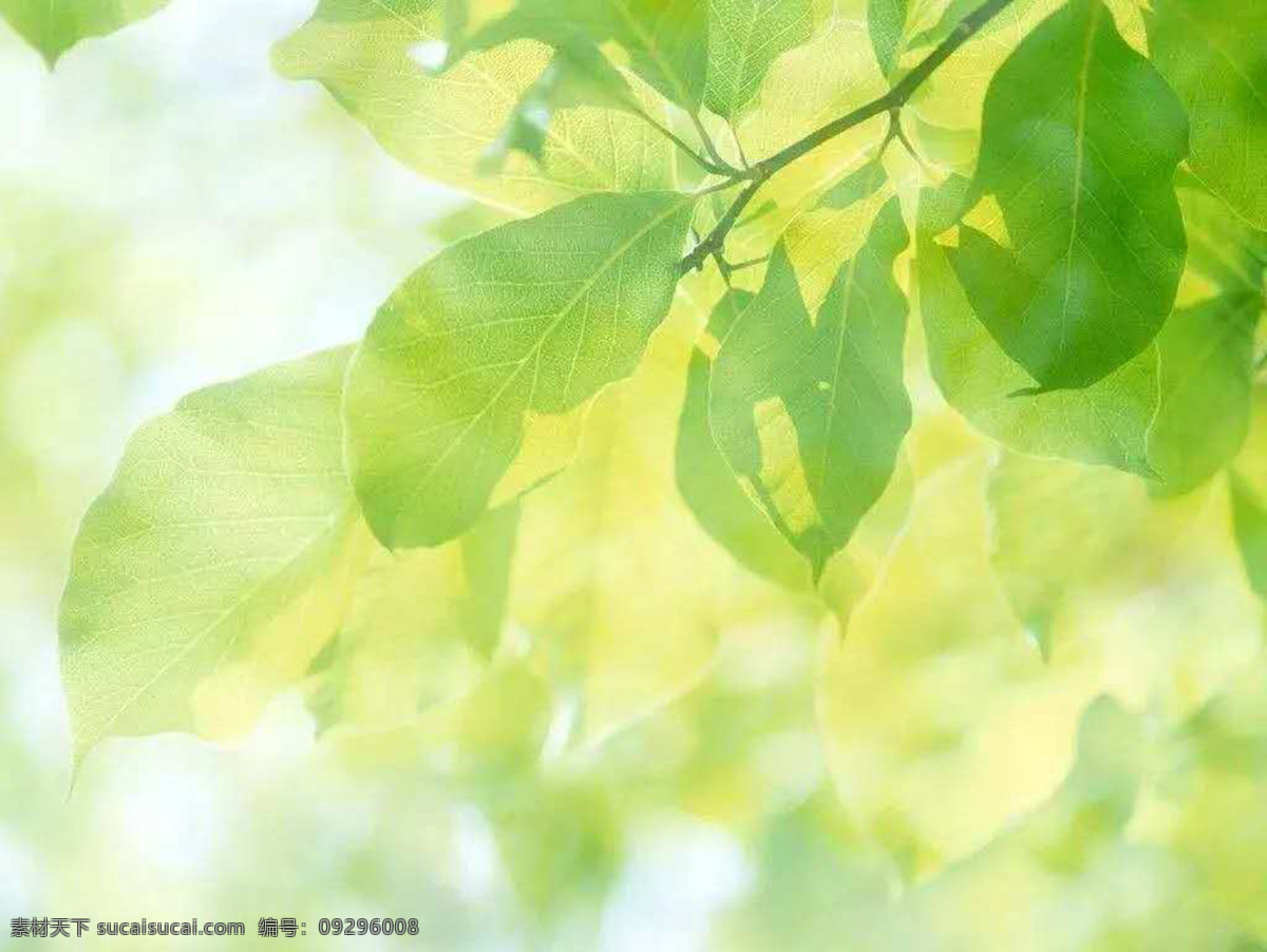 绿色的树叶 树叶背景图 好看的背景 淡雅的背景 树叶 生物世界 花草