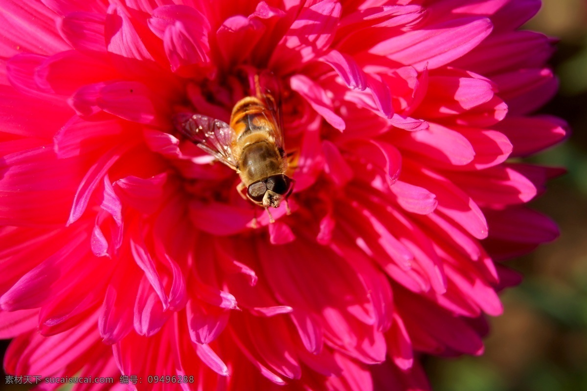 蜜蜂 花朵 粉色花 昆虫 忙碌 生物世界 盛开 蜜蜂与花朵 采蜜 花粉