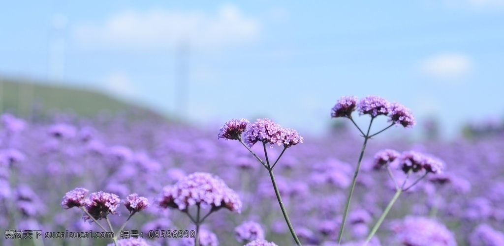 小 清新 唯美 自然 花朵 小清新 花儿鲜花 花卉 野花 紫色花朵 红色花朵 黄色花朵 白色花朵 蓝色华东 橙色花朵 高清 壁纸 背景 个性 美丽 绿色 清新花卉 生物世界 花草