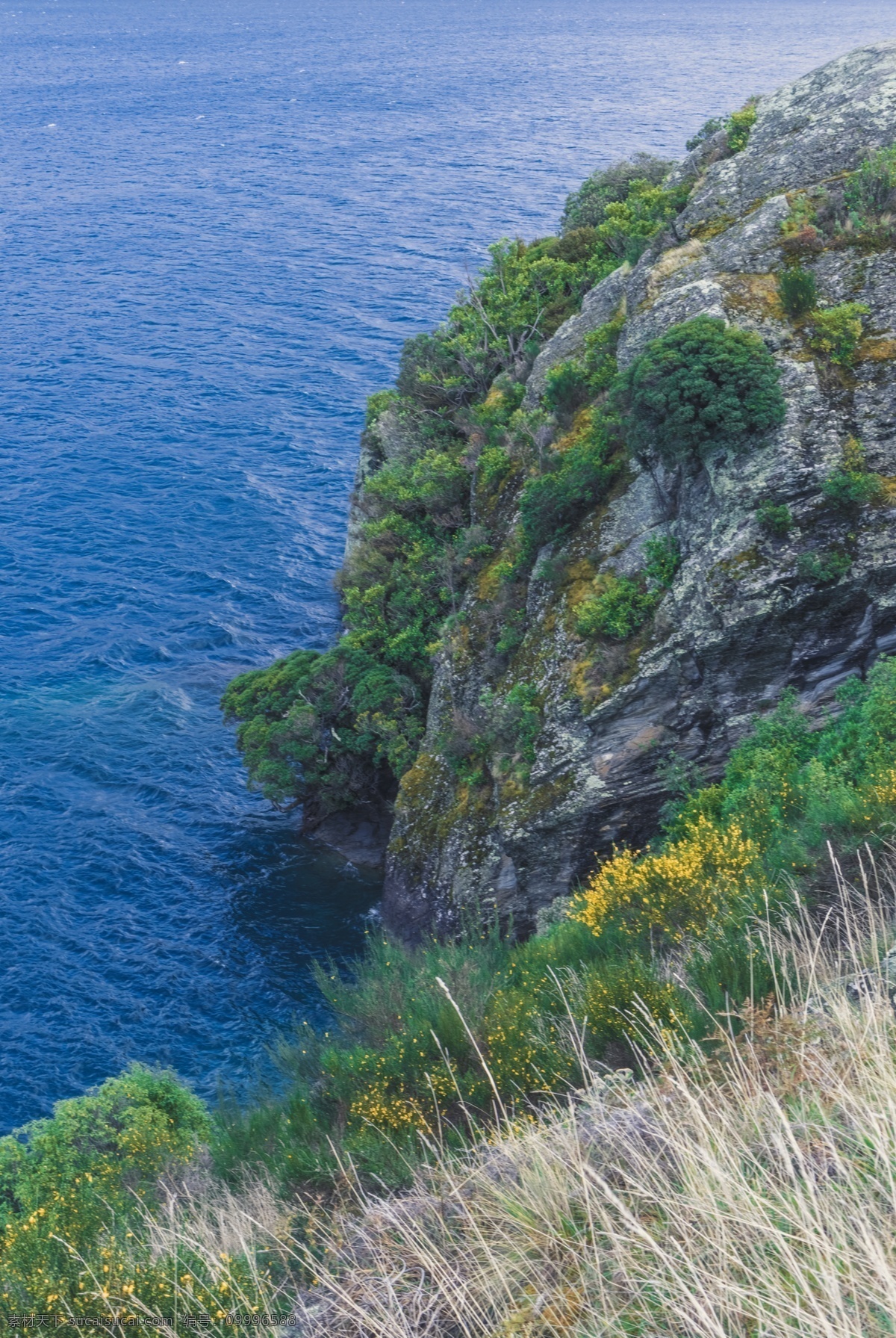 大海 悬崖 树木 风景 背景 自然景观 自然风景