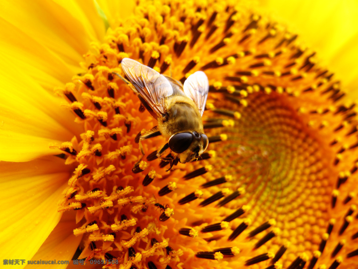 向日葵 上 蜜蜂 昆虫 生物世界 微距 盛开的向日葵 金黄向日葵