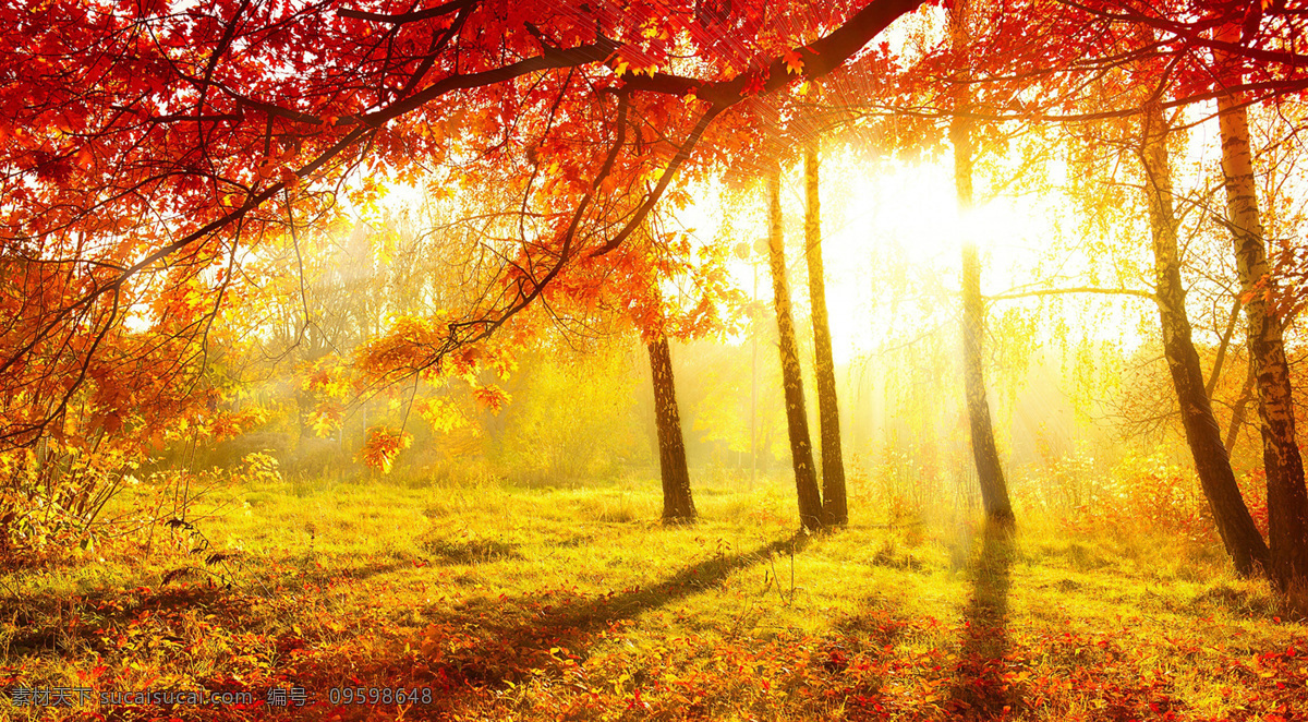 秋天的落叶 金黄的秋天 秋天 秋天到了 秋 枫叶 枫林 枫树林 背景底纹