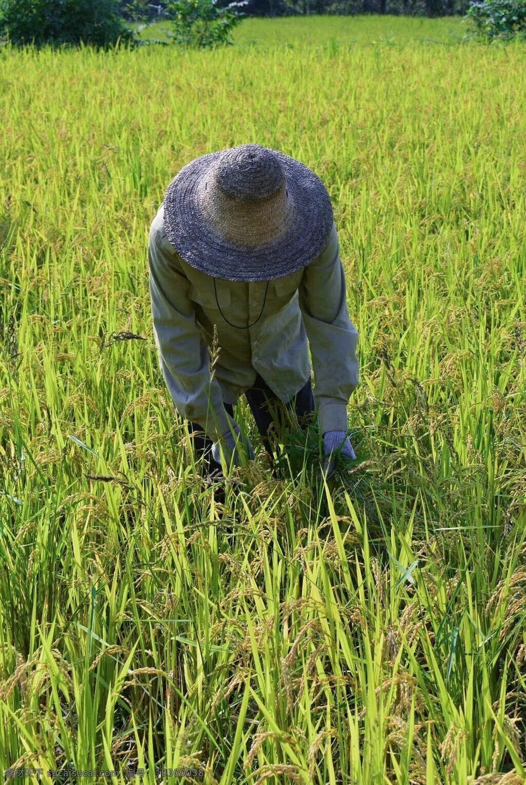 五常大米 稻田地图片 五常 大米 稻田地 老人 除草 自然景观 田园风光