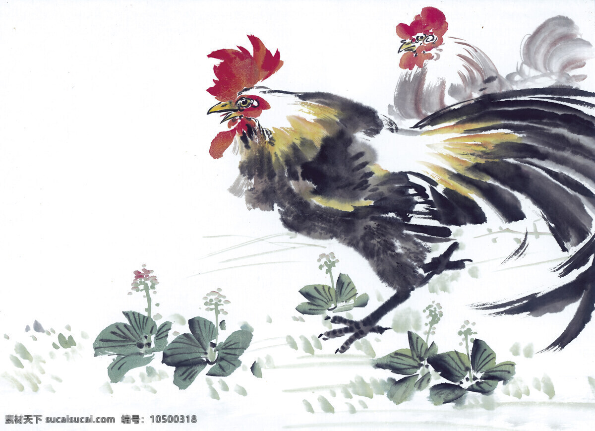 鸡 写意花鸟 国画0234 国画 设计素材 花鸟画篇 中国画篇 书画美术 白色