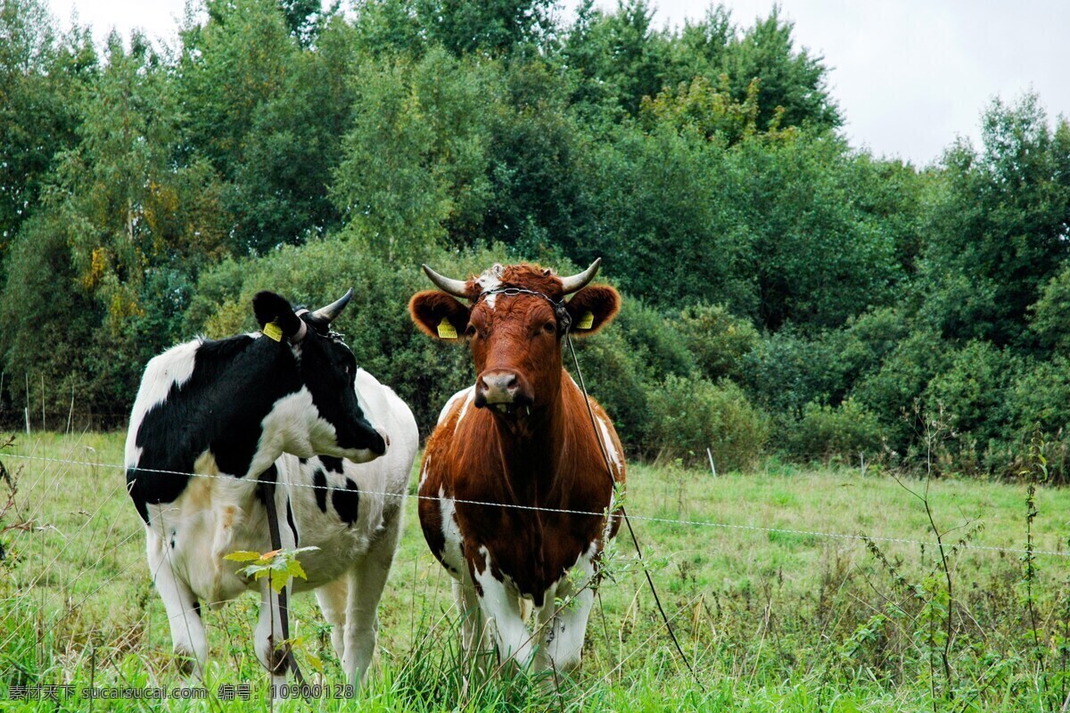 农场里的牛 水牛 奶牛 肉牛 牛群 牛羊 养殖场 养牛场 生物世界 家禽家畜