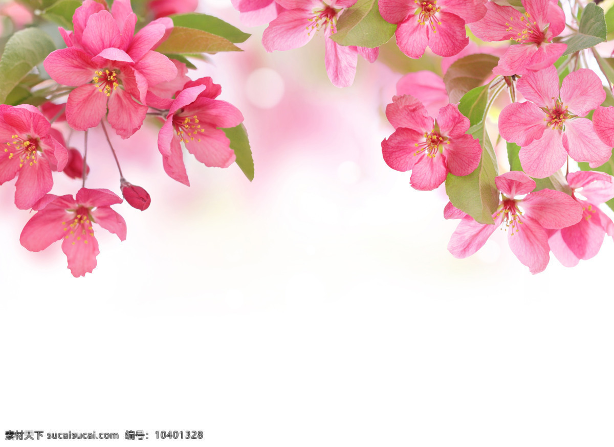 粉色 花朵 甜美 背景 光晕 少女 自然 清新 背景图 花卉 美丽 背景墙 装饰画 免费素材