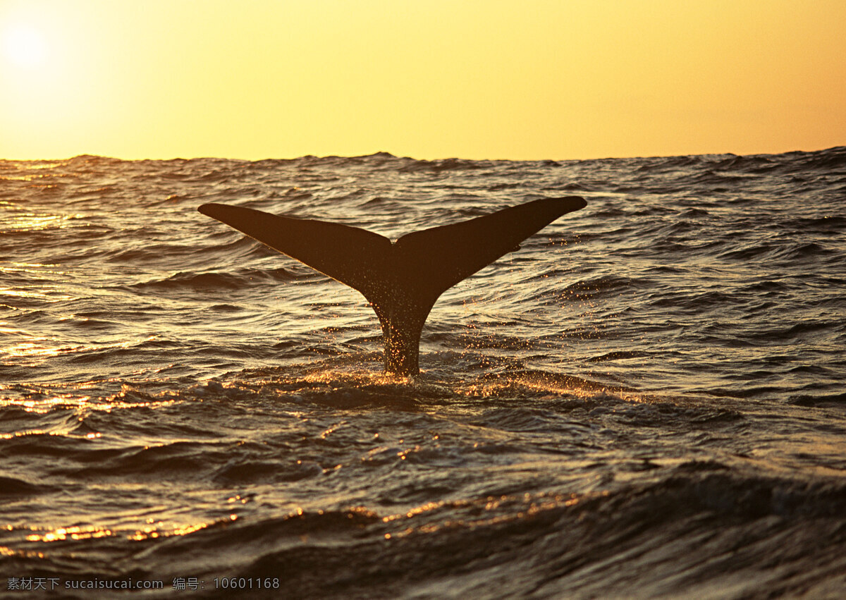 鲸鱼尾巴摄影 动物世界 生物世界 海底生物 海豚 鲸鱼 大海 水中生物 黑色