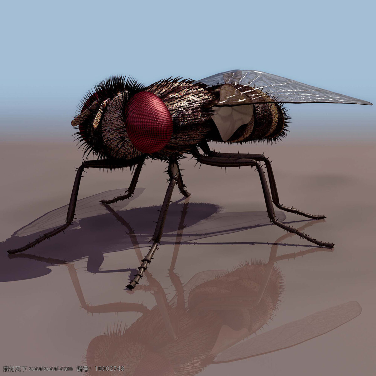 动物 昆虫 3d 模型 动植物 免费 下载动物模型 max 灰色