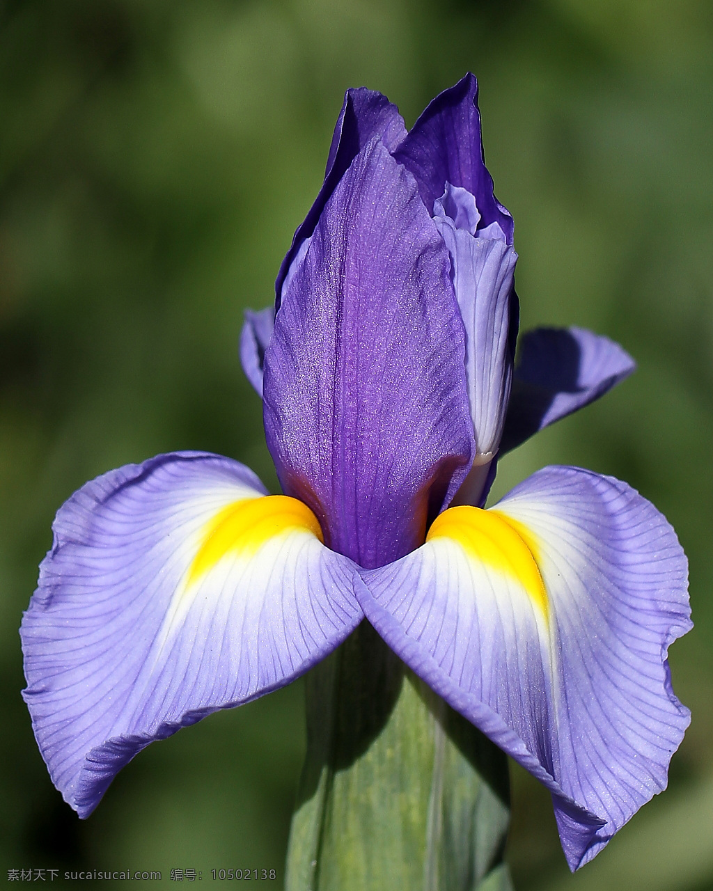 位图 植物摄影 写实花卉 花朵 鸢尾 免费素材 面料图库 服装图案 黑色