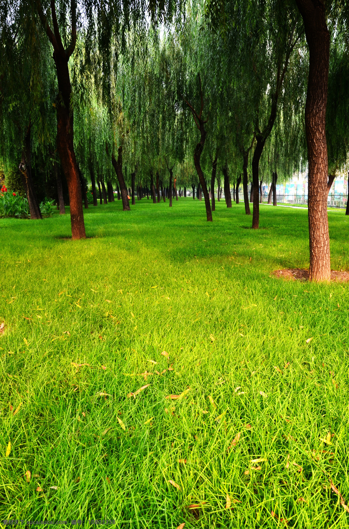 绿化草地 城市绿化 草地 草坪 城市建设 树木 生物世界 树木树叶