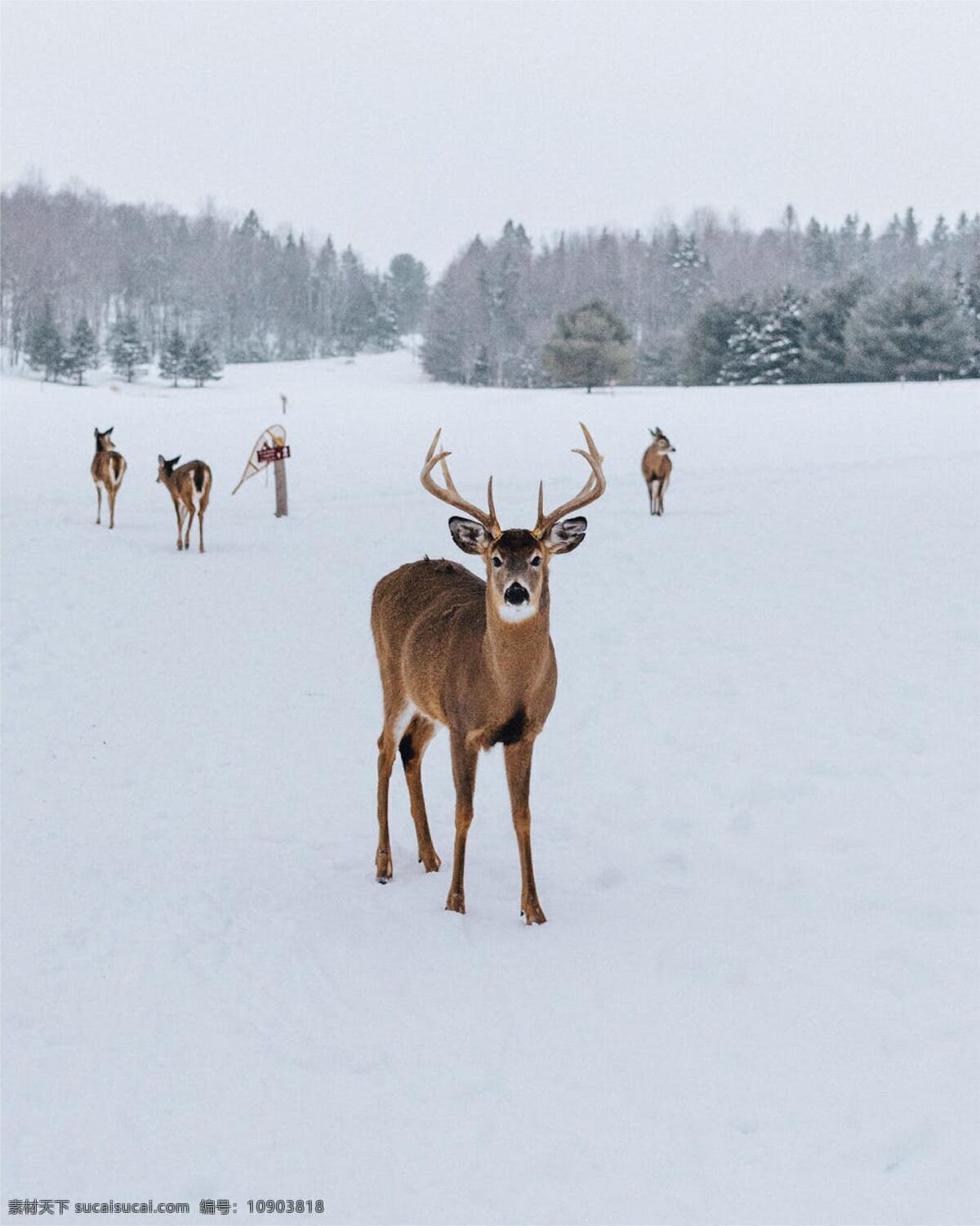 小鹿图片 圣诞节 海报 背景 元素 自然景观 自然风景