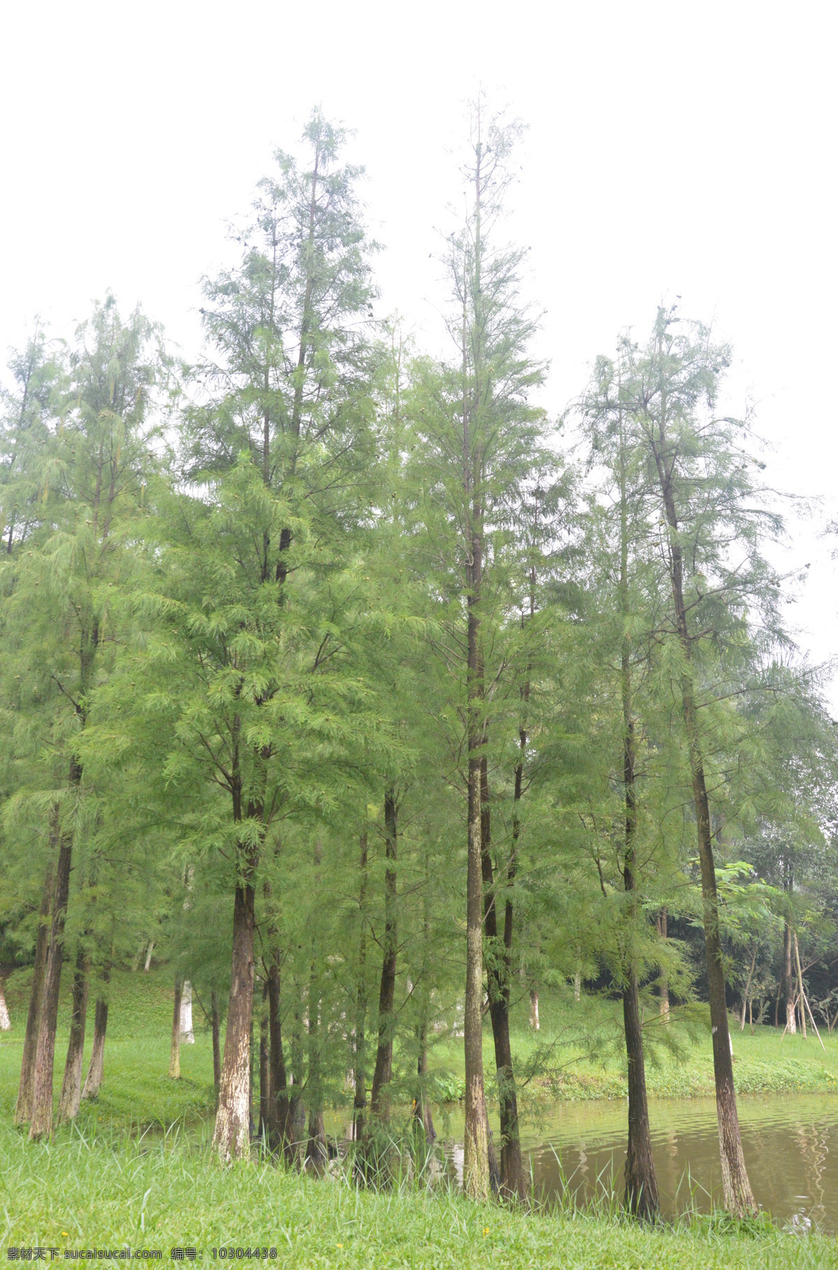 落羽杉 旗峰公园 东莞 森林公园 自然 景观 旅游 高清 旅游摄影 国内旅游 生物世界 树木树叶