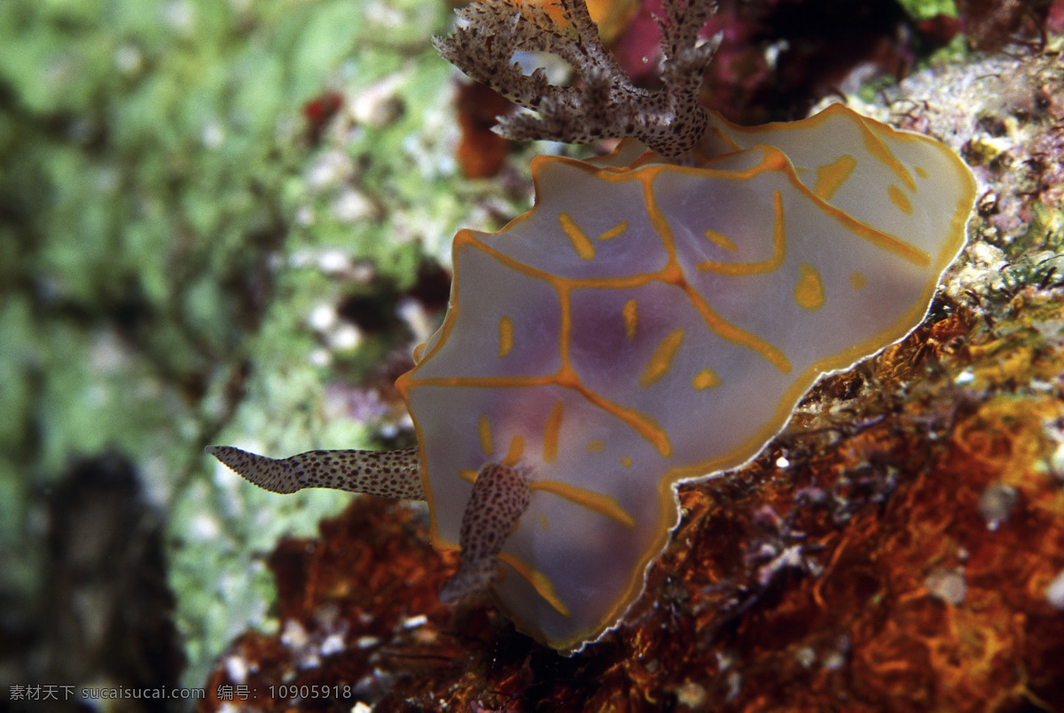 深海免费下载 安静 海胆 海底世界 海星 礁石 潜水员 珊瑚 深海 生物 水母 鱼群 探秘 鱼 生物世界