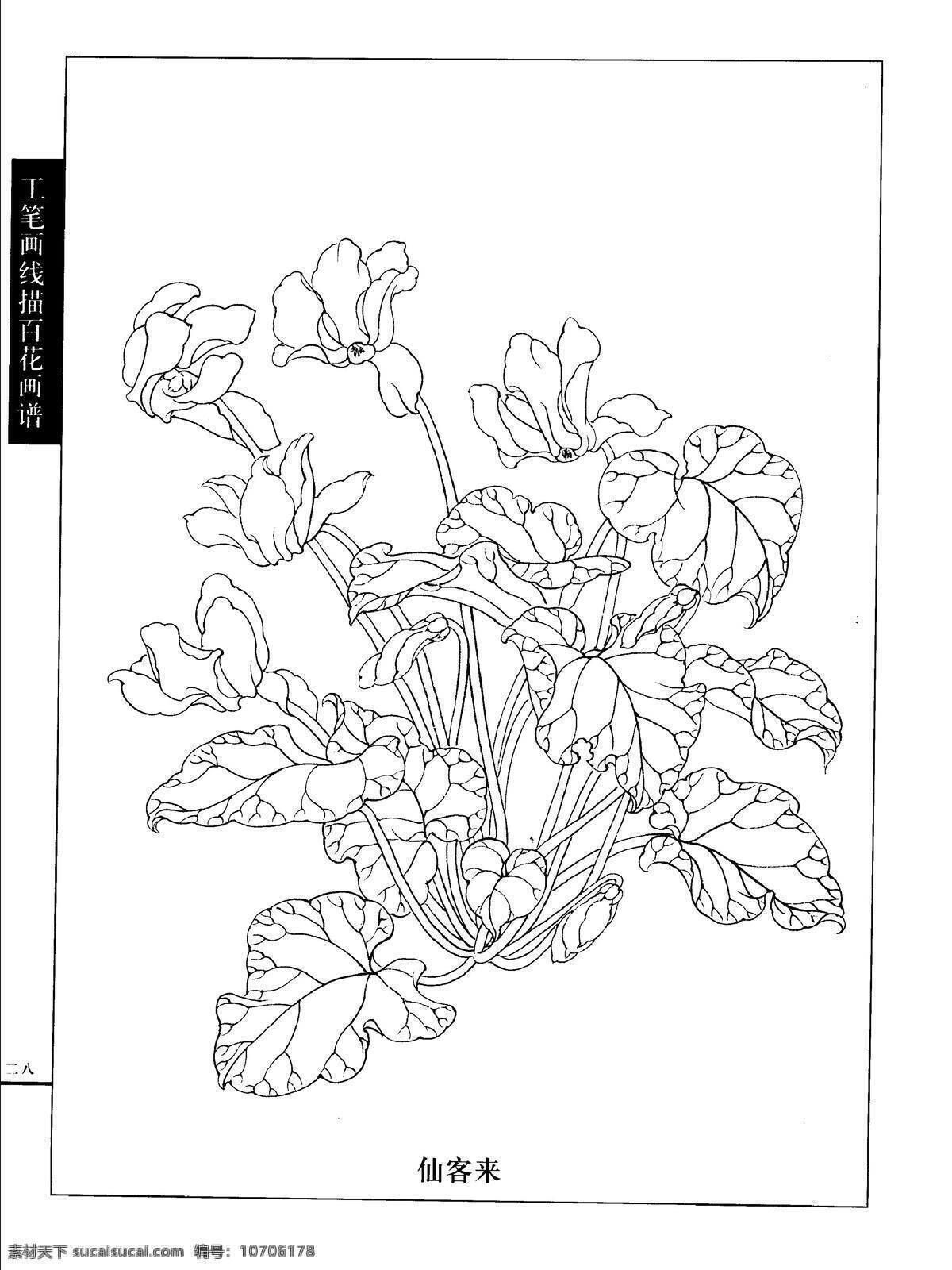 工笔画 线描 百花 画谱 白描 国画 唯美 仙客来 工笔 花鸟 图谱 绘画书法 文化艺术