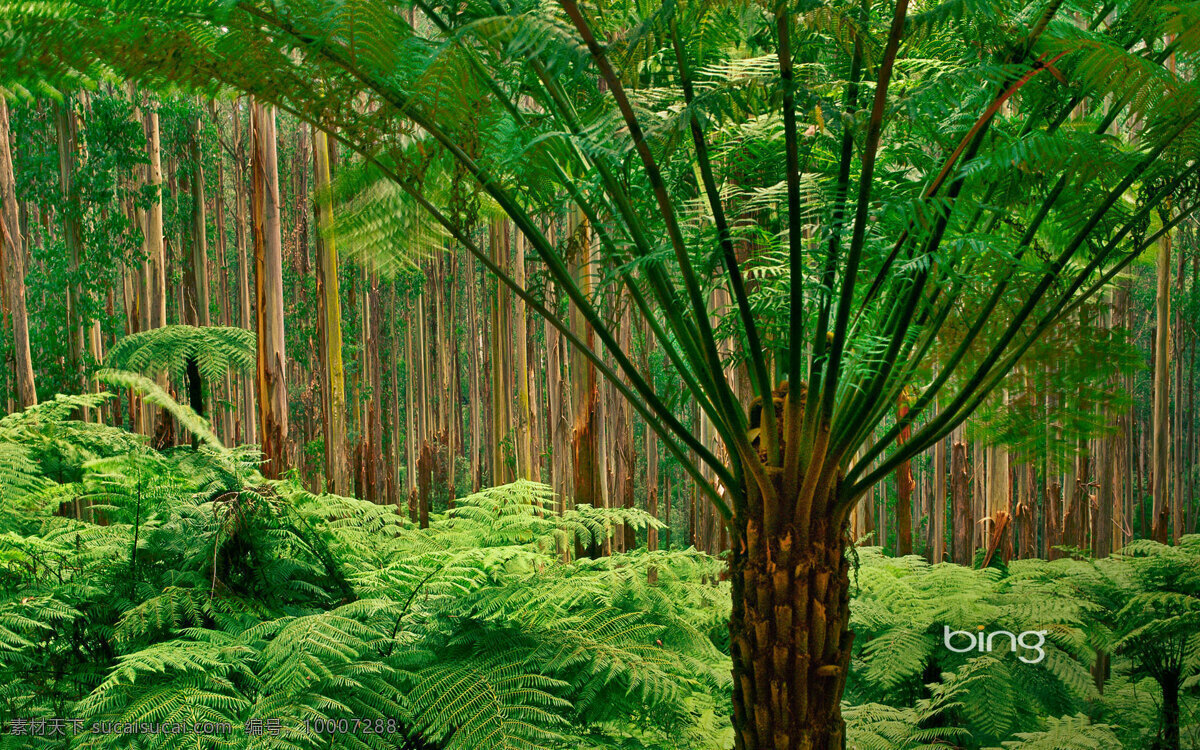 澳大利亚风景 国外旅游 澳大利亚 风景 湖泊 自拍摄影素材 自然风景 旅游摄影 高清 绿色 树叶 保护 环境 利用率 风景名胜 自然景观