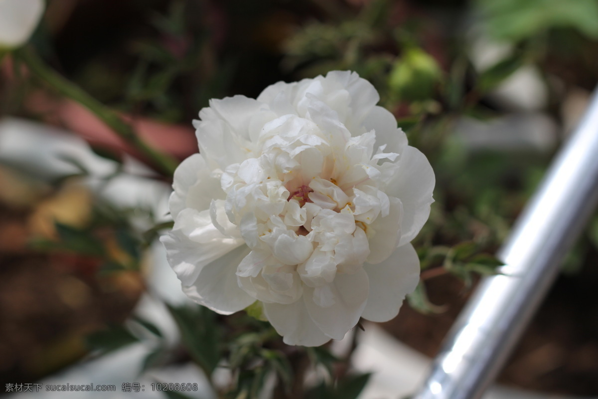 白 牡丹 花草 花卉 交流 生物世界 学习 白牡丹 psd源文件